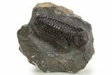 Detailed Austerops Trilobite - Ofaten, Morocco #326003-2